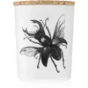 Image de Vila Hermanos Insect Lucanus Cervus bougie parfumée 75 g