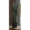 Image de PLANTA SANSEVIERIA 75 CMS. 75 cms