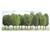 Image de ModÃ©lisme : VÃ©gÃ©tation - Lot de 12 arbres feuillus