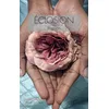Image de Éclosion