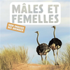 Image de Mâles et femelles : mon imagier des animaux