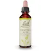 Image de Fleurs de Bach® Original Chestnut Bud