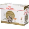 Image de Royal Canin Maine Coon Adult Loaf