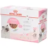 Image de Royal Canin Kitten Gravy