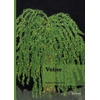 Image de Veine Sabine Panarotto