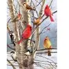 Image de Cobble Hill Oiseaux d'Hiver