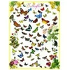 Image de Eurographics Papillons