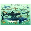 Image de Eurographics Requins
