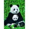 Image de Eurographics La Famille Panda