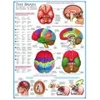 Image de Eurographics Le cerveau