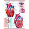 Image de Eurographics Le coeur