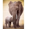 Image de Eurographics L'éléphant et l'éléphanteau