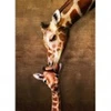 Image de Eurographics La maman girafe et son girafon