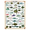 Image de Eurographics Les poissons