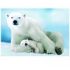 Image de Eurographics Ours Polaire et son ourson