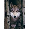 Image de Eurographics Loup Gris