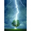 Image de Eurographics Foudre frappant un arbre
