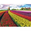 Image de Eurographics Champ de Tulipes aux Pays-Bas