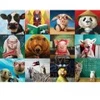 Image de Eurographics Funny Animals