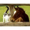Image de SunsOut Pièces XXL - Whiskery Hello