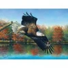 Image de SunsOut Abraham Hunter - Wetlands Eagle