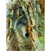 Image de SunsOut Pièces XXL - Rencontre avec un Loup