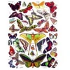 Image de New York Puzzle Company Butterflies - Papillons