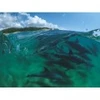 Image de New York Puzzle Company Bottlenose Dolphins