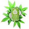 Image de Nesti Dante Florence Italy Luxury Hemp Canapa Seife