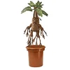 Image de The Noble Collection Mandrake Interactive Plush by Officially Licensed 14in (35cm) Harry Potter Toy Dolls Mandrake Plush & Plant Pot - for Kids & Adults